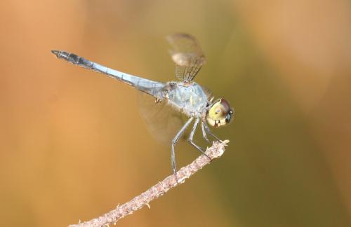 Aethriamanta gracilis